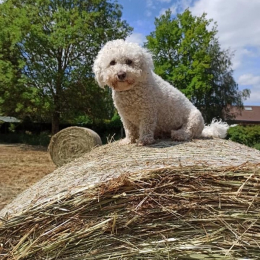 Maxou profile