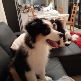 Stella profile
