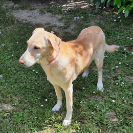 Lina profile