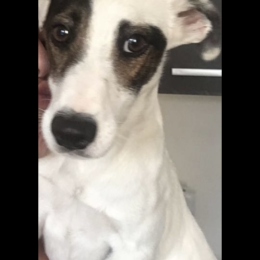 Jack profile