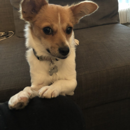 Guie profile