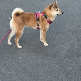 Aika profile