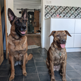 Mektoub et simba profile