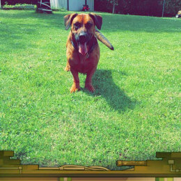Skizou profile