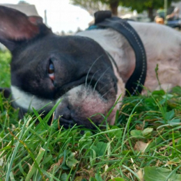 Hector profile