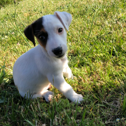 Ralph profile