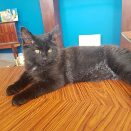 Salem profile