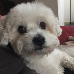 Bazoo profile