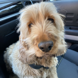 Olly profile