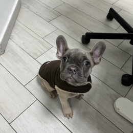 Ambrogio profile