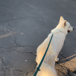 Snow profile