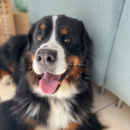 Pasha profile