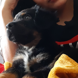 Luffy profile