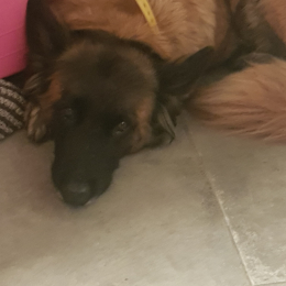 Doggo profile