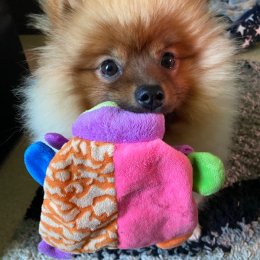 Peanut’s profile