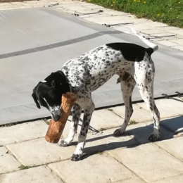 Doggo profile