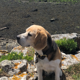 Dixie profile