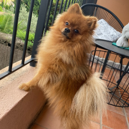 Pumba profile