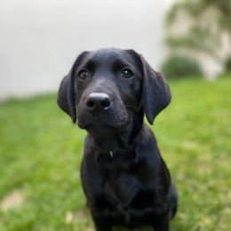 Roxie profile