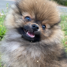 Miette profile
