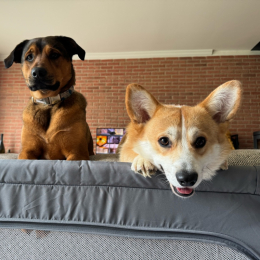 Tobby & shrimp profile