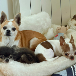 Vanille, nala, paillette profile