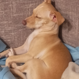 Doggo profile