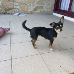 Tika profile