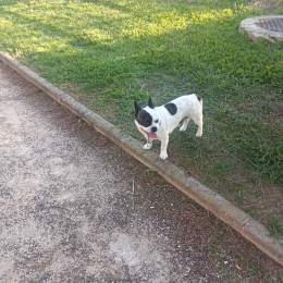 Olivano carine profile