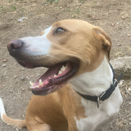 Tyson profile