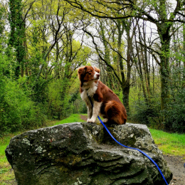 Orion profile
