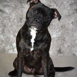 Orion profile