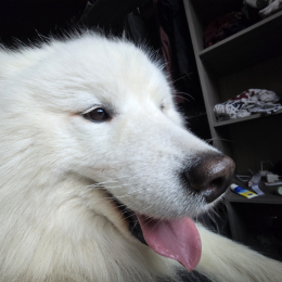 Taiko profile