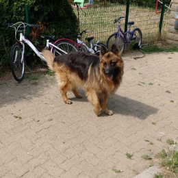 Max profile