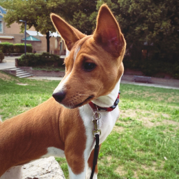 Camille profile