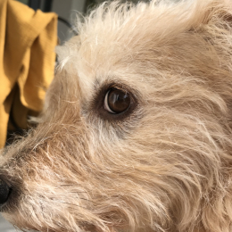Voyelle profile