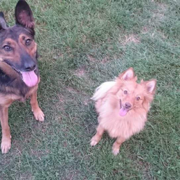 Indy et katness profile