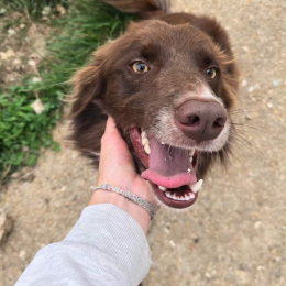 Scooby profile