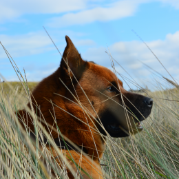 Aela profile