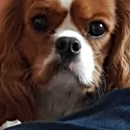 Poppy profile