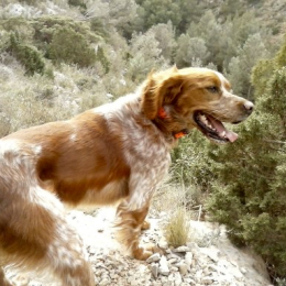 César profile