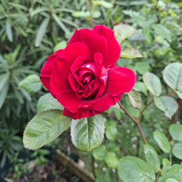 Kitsunée profile