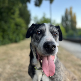 Marley profile