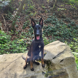 Swat profile