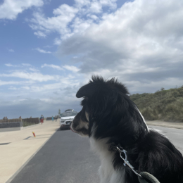 Zélie profile