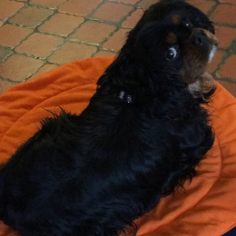Reglisse profile