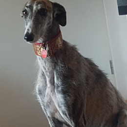 Felya profile