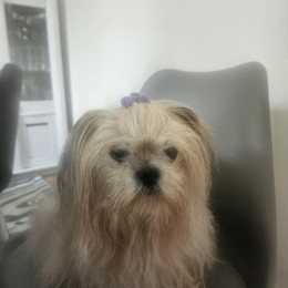Bahya profile