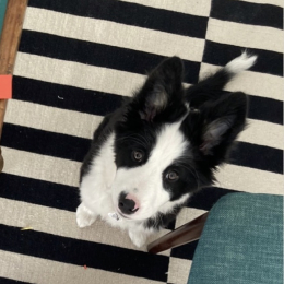 Doggo profile