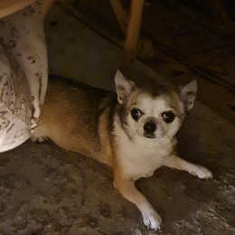 Doggo profile